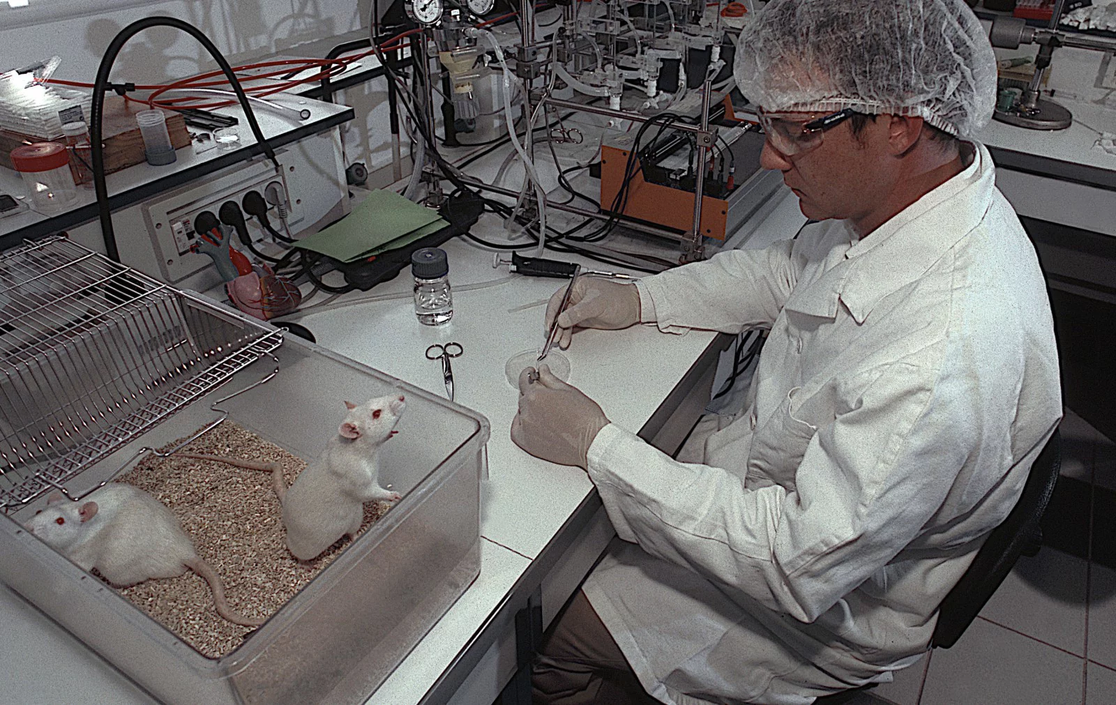 исследования пептидов проводят на лабораторных крысах