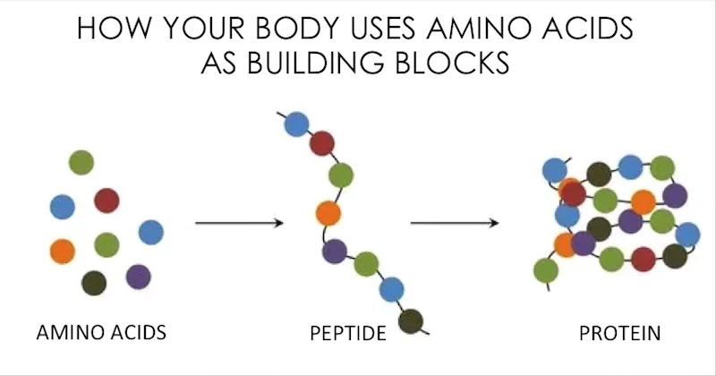 Элементы клеточного питания - аминокислота, пептид, белок
