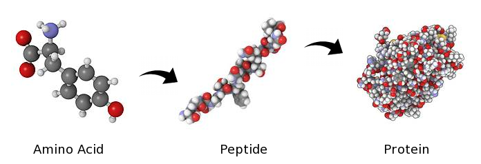 Пептиды в капсулах - как их производят