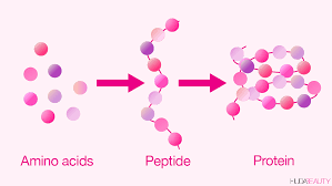 что такое пептиды
