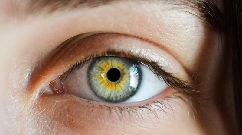 Пептиды для глаз Хавинсона улучшают зрение