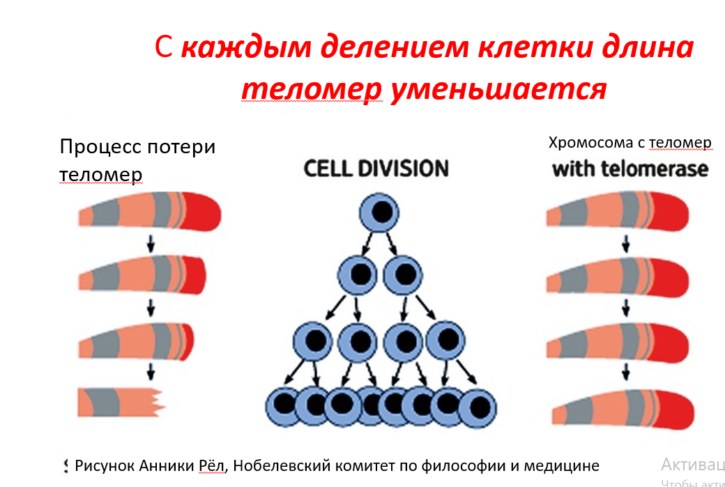 Процесс уменьшения теломер у хромосомы. Антивозрастные пептиды